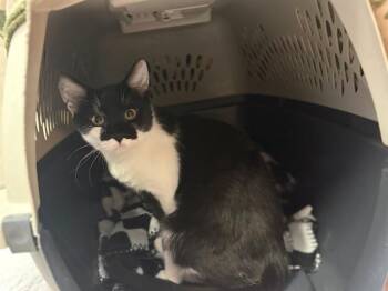 Domestic Short Hair Cats Available for Adoption - LEO | PetCurious