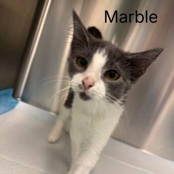 Marble -  Domestic Short Hair Cat for Adoption in Buffalo, Minnesota - Marble | PetCurious