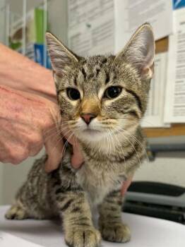 Julienne -  Domestic Short Hair Cat for Adoption in Bolivar, Missouri - Julienne | PetCurious