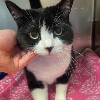 Domestic Short Hair Cats Available for Adoption in Chehalis, Washington - Oreo | PetCurious