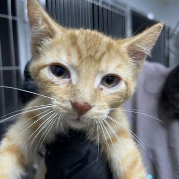 Maddox -  Domestic Short Hair Cat for Adoption in Marble, North Carolina - Maddox | PetCurious