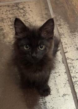 Dobby (collier jaune) -  Domestic Medium Hair and Domestic Short Hair Cat for Adoption in Montreal, Quebec - Dobby (collier Jaune) | PetCurious