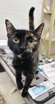CHEESE CAKE -  Domestic Short Hair Cat for Adoption in Derwood, Maryland - CHEESE CAKE | PetCurious