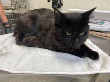 Fennel -  Domestic Medium Hair and Domestic Short Hair Cat for Adoption in Fairfax, Virginia - Fennel | PetCurious