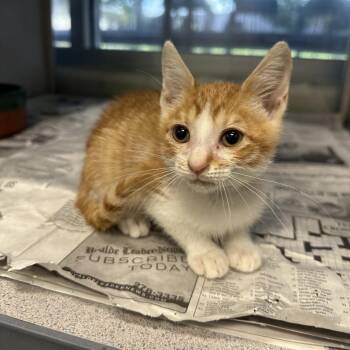 Strawberry -  Domestic Short Hair Cat for Adoption in San Antonio, Texas - Strawberry | PetCurious
