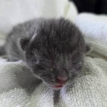 Domestic Short Hair Cats Available for Adoption - Orion | PetCurious