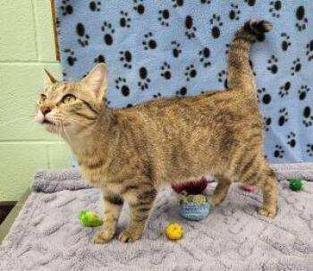 Domestic Short Hair Cats Available for Adoption in Bucyrus, Ohio - Lisa | PetCurious