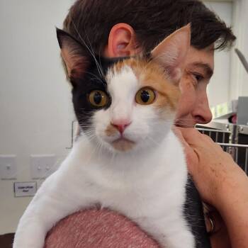 Polly -  Domestic Short Hair Cat for Adoption in Chapel Hill, North Carolina - Polly | PetCurious