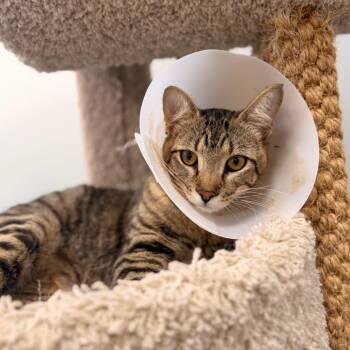 Pastuzo -  Domestic Short Hair Cat for Adoption in Gainesville, Florida - Pastuzo | PetCurious