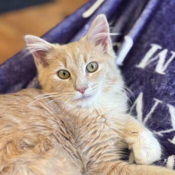 Mango -  Domestic Medium Hair Cat for Adoption in Bear, Delaware - Mango | PetCurious