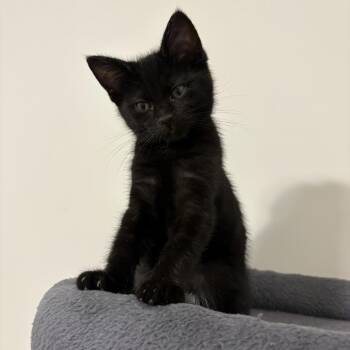 Domestic Short Hair Cats Available for Adoption in Chicago, Illinois - Porcini | PetCurious