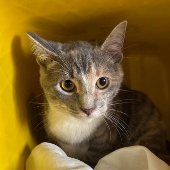 Arrow -  Domestic Short Hair Cat for Adoption in Manhattan, Kansas - Arrow | PetCurious