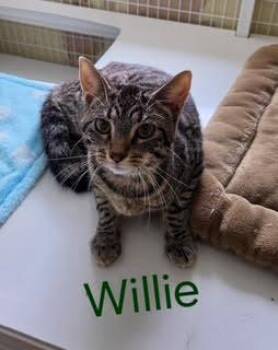 Domestic Short Hair and Tabby Cats Available for Adoption in Williamsburg, Iowa - Willie (Available Est 6/4/26) | PetCurious