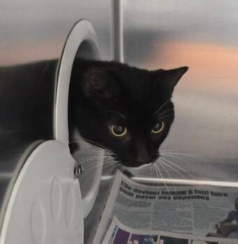 Domestic Short Hair Cats Available for Adoption in Montreal, Quebec - Bounty | PetCurious