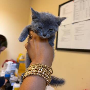 Domestic Short Hair Cats Available for Adoption in New York, New York - Kiwi | PetCurious