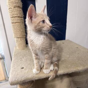 Domestic Short Hair Cats Available for Adoption in Jarrettsville, Maryland - Gingham | PetCurious