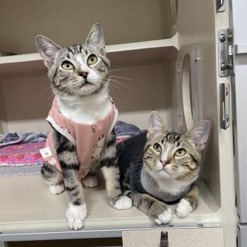 Rescue Domestic Short Hair Cats for Adoption in Antioch, California - Fishbone & Banana Peel (bonded Pair) | PetCurious