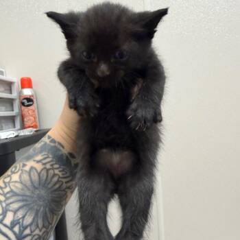Domestic Short Hair Cats Available for Adoption in Morganton, North Carolina - Jungle | PetCurious