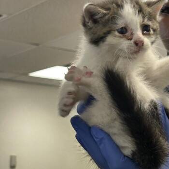 cordel -  Domestic Short Hair Cat for Adoption in Philadelphia, Pennsylvania - Cordel | PetCurious