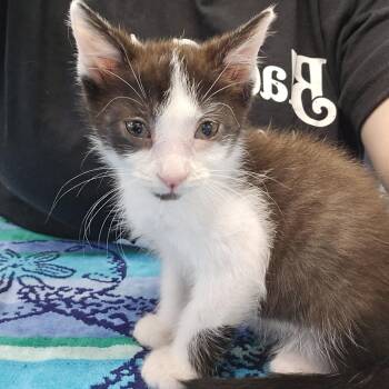 Bobbin -  Domestic Medium Hair Cat for Adoption in Nashville, Tennessee - Bobbin | PetCurious