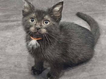 Smudge -  Domestic Medium Hair Cat for Adoption in Algood, Tennessee - Smudge | PetCurious