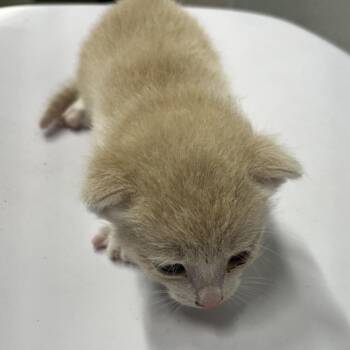 Aloe -  Domestic Short Hair Cat for Adoption in Tampa, Florida - Aloe | PetCurious