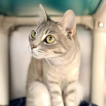Summer -  Domestic Short Hair Cat for Adoption in Stafford Township, New Jersey - Summer | PetCurious