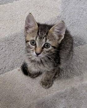 Zoya -  Domestic Short Hair Cat for Adoption - Zoya | PetCurious