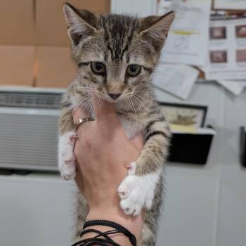 Topo Chico -  Domestic Short Hair Cat for Adoption in Buchanan Dam, Texas - Topo Chico | PetCurious