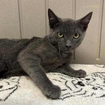 Tomato -  Domestic Short Hair Cat for Adoption in Hawthorne, California - Tomato | PetCurious