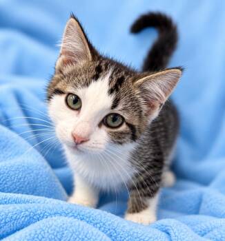 Berry -  Domestic Short Hair Cat for Adoption in Lagrange, Indiana - Berry | PetCurious