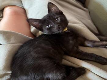 PRETTY BABY (*YELLOW) -  Domestic Short Hair Cat for Adoption in Woodland, California - PRETTY BABY (*YELLOW) | PetCurious