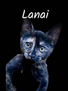 Lanai -  Domestic Short Hair Cat for Adoption in Auburn, California - Lanai | PetCurious
