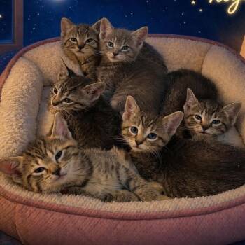 Domestic Short Hair Cats Available for Adoption in Pocono Summit, Pennsylvania - Eris | PetCurious