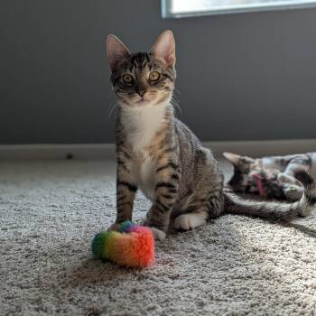 Millie -  Domestic Short Hair Cat for Adoption in Jacksonville, Florida - Millie | PetCurious