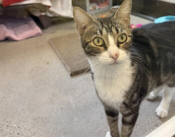 Rescue Domestic Short Hair Cats for Adoption in Palo Alto, California - CARLI | PetCurious