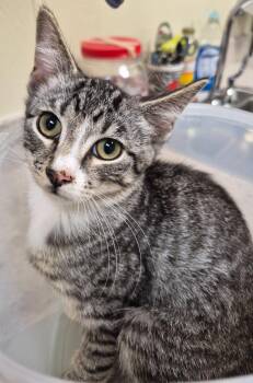 Hilbert -  Domestic Short Hair Cat for Adoption in Christiansburg, Virginia - Hilbert | PetCurious