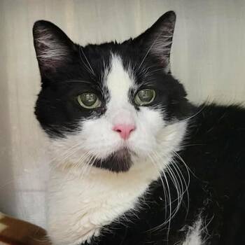 Domestic Short Hair Cats Available for Adoption in Columbia, Missouri - Kiki Ada | PetCurious