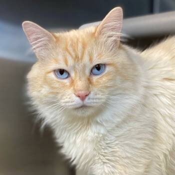 Rescue Domestic Medium Hair Cats for Adoption in Palm Springs, California - Mr. Whiskers | PetCurious