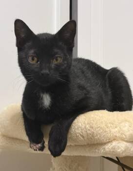 Domestic Short Hair Cats Available for Adoption - Melanie | PetCurious