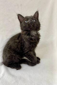 Raven -  Domestic Medium Hair Cat for Adoption in Pasco, Washington - Raven | PetCurious