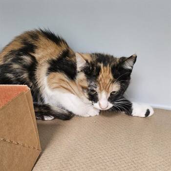 Domestic Short Hair Cats Available for Adoption in Palmetto, Florida - A136484 | PetCurious