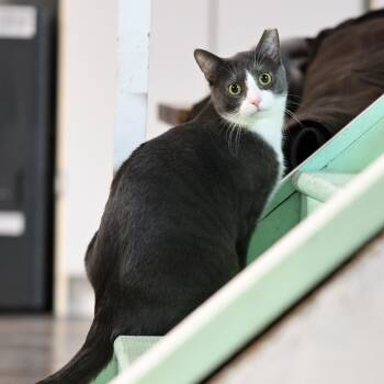 Domestic Short Hair Cats Available for Adoption in East Amherst, New York - Mallory | PetCurious