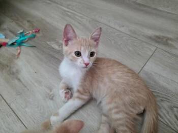 Sunflower Summergarden -  Domestic Short Hair Cat for Adoption in Chandler, Arizona - Sunflower Summergarden | PetCurious