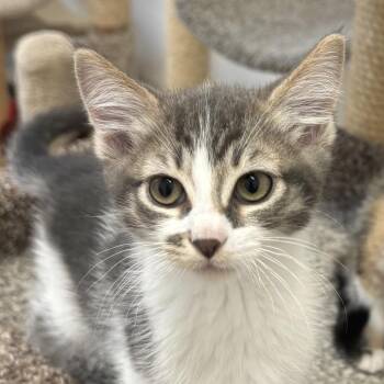 Makita -  Domestic Short Hair Cat for Adoption in Spokane, Washington - Makita | PetCurious