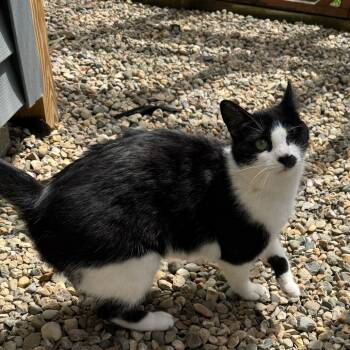 Rescue Domestic Short Hair Cats for Adoption in Portage, Michigan - Maria | PetCurious
