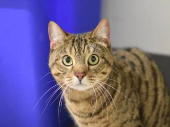 Bengal and Domestic Short Hair Cats Available for Adoption - Penny | PetCurious