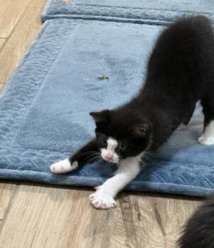 Domestic Short Hair Cats Available for Adoption in Fort Worth, Texas - Sassyfrass | PetCurious