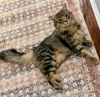 Rescue Domestic Long Hair Cats for Adoption in Shelbyville, Kentucky - Bella Rose | PetCurious