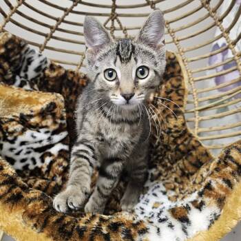 Crackle -  Domestic Short Hair Cat for Adoption in Monroe, Michigan - Crackle | PetCurious